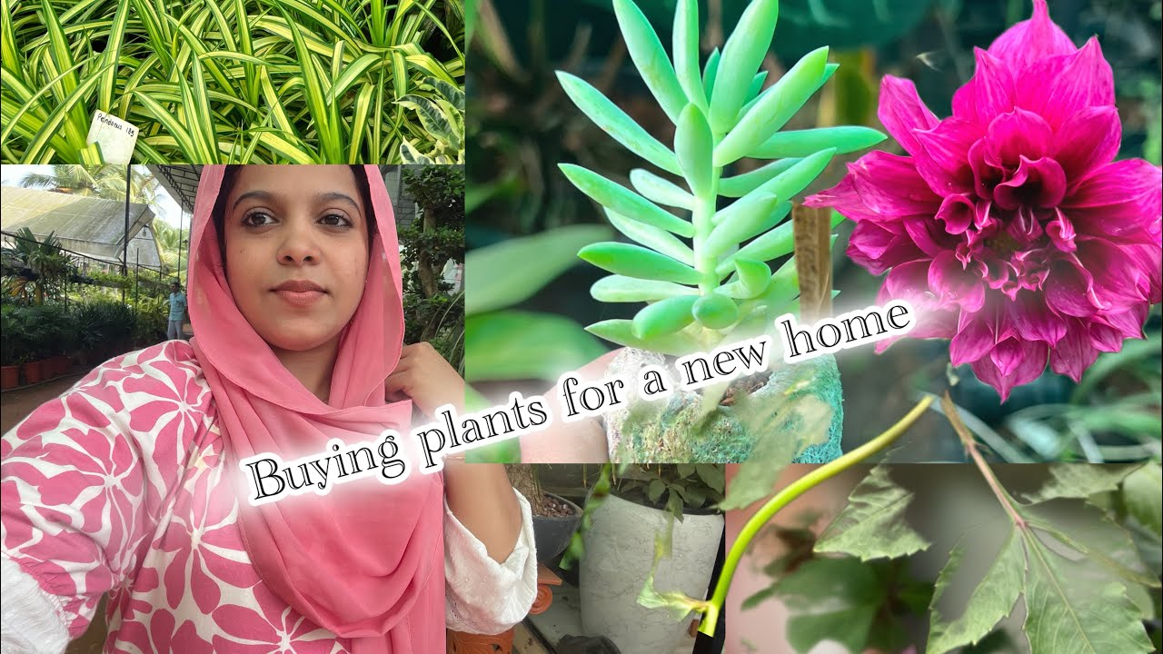 പുതിയ വീടിലേക് ചെടി വാങ്ങിക്കൽ🪴🌷 🌻Buying plants for a new home🌷🥰