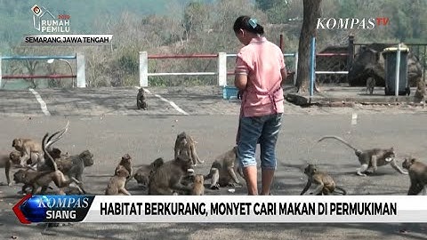 Tempat Hidupnya Makin Terdesak Monyet di Semarang Cari Makan di Permukiman
