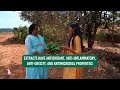 Tamhan | ताम्हण | जारुळ| Pride of India | Queen’s Crape Myrtle | Jungle Book | Prudent |  Shorts