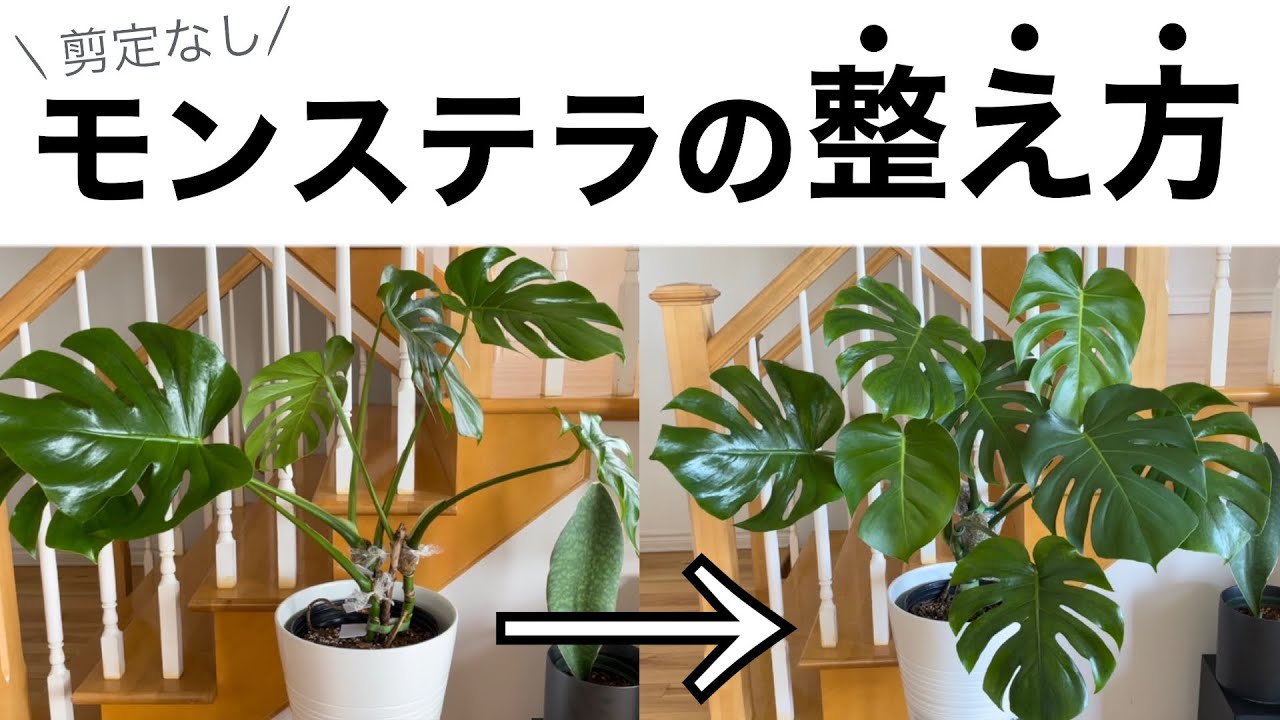 見分け方 お宅のモンステラはボルシギアナ 観葉植物 Youtube