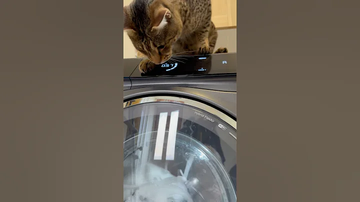 Video 9915241: f2 savannah cat, f1