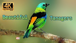 Tanager - World of Birds 4K
