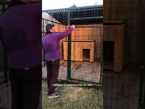 Video: Belgorod'daki köpek kulübeleri nelerdir