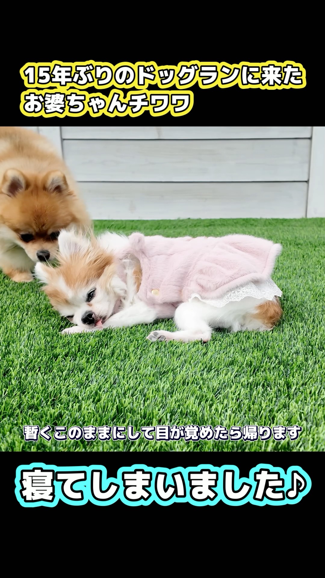チョッピちゃん様ご確認用ページです チワワのチョッピチャンネル - YouTube