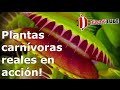 Plantas carnívoras reales en acción!