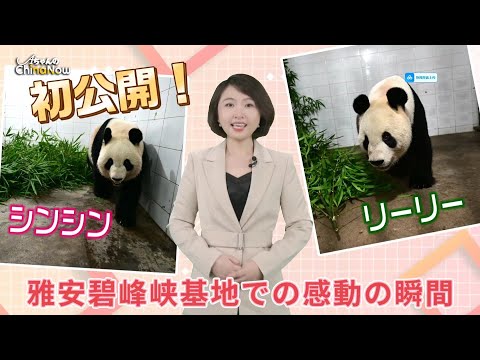 AちゃんのChinanow】リーリーとシンシンが中国に帰ってきました