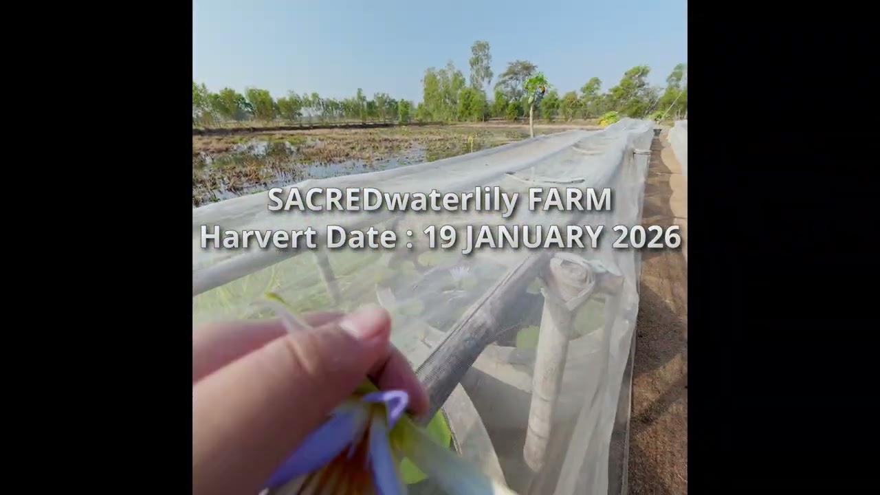Egyptian Blue lotus Harvest Date : 19 January 2026 | SACREDwaterlily Farm