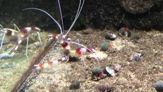 Stenopus Hispidus Kappersgarnaal