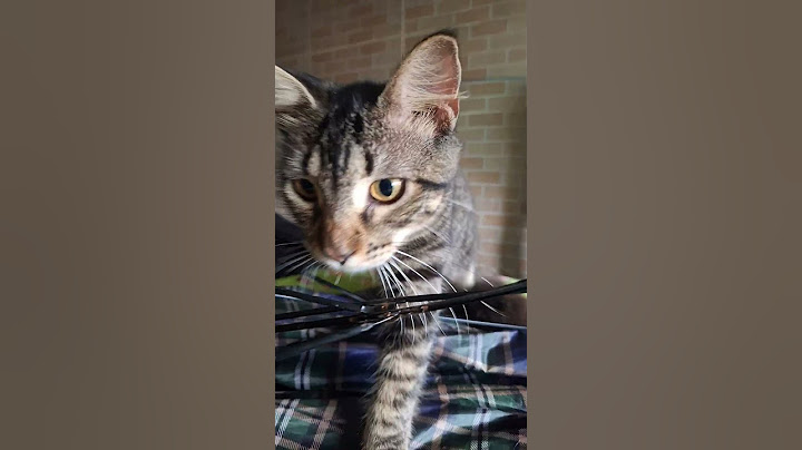 o gato rasgou o meu guarda chuva