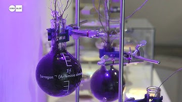 Faber Futures: The Rhizosphere Pigment Lab as part of GROW YOUR OWN... at Science Gallery