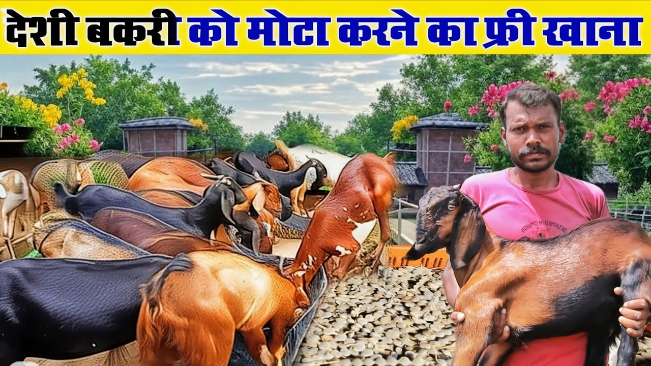 देशी बकरी को मोटा करने का फ्री खाना 😱||🐐Deshi Bakri ko Mota karane kya khilyen।। #omprakashausar