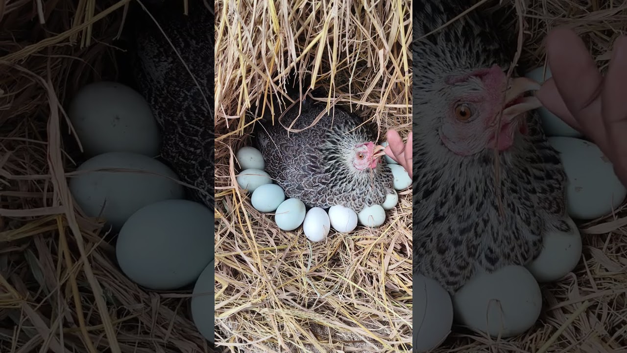 🐔 Amazing Mother Hen egg Hatching Chicks #shorts