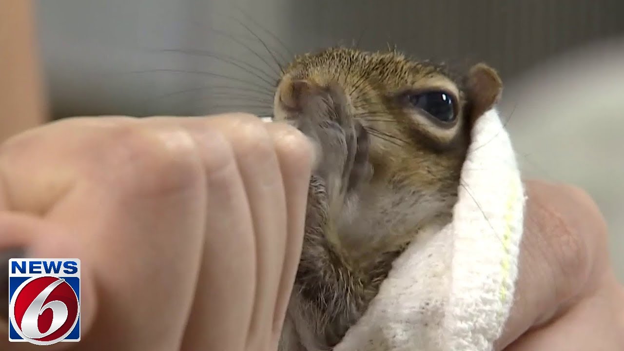Florida wildlife hospital helps to keep animals wild