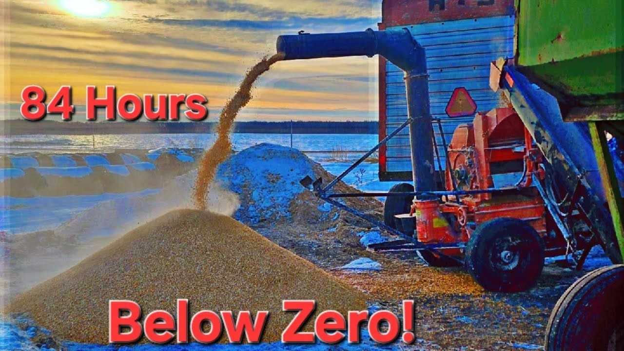 EXTREME Calf KILLING Weather On The Farm!