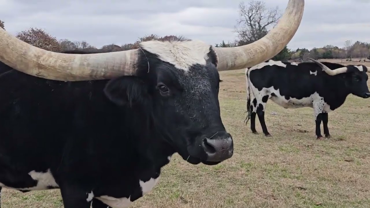 Холодное южное пастбище