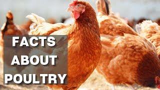 FACTS ABOUT POULTRY | Things You Don't Know About Chicken