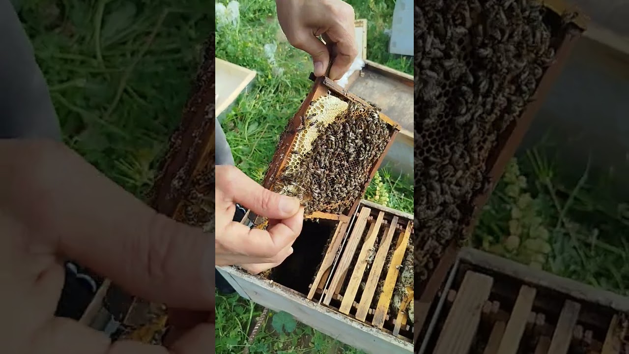 كيفية الإستفادة من نويات التلقيح #ملكات 2025