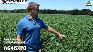 Asgrow AG46XF0