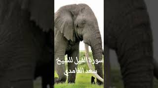 سورة الفيل للشيخ سعد الغامدي