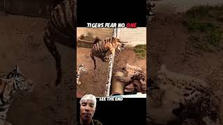 tiger face in lion 🦁 #animals #funny #wildlife #tiger #cat #youtube #trending #hyena #lion