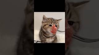 Satisfying cats eating food ASMR. Cats eat crunchy and delicious food😻#shorts #asmr #cats