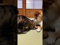 ニャン、お手!よしよし、食べていいワン。猫にお手を教える柴犬。