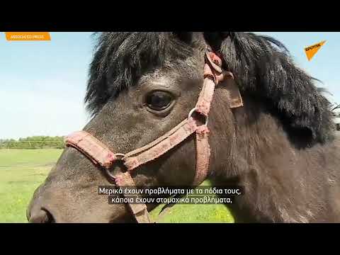 Βίντεο: Αρχιτεκτονική για καλπάζοντας άλογα