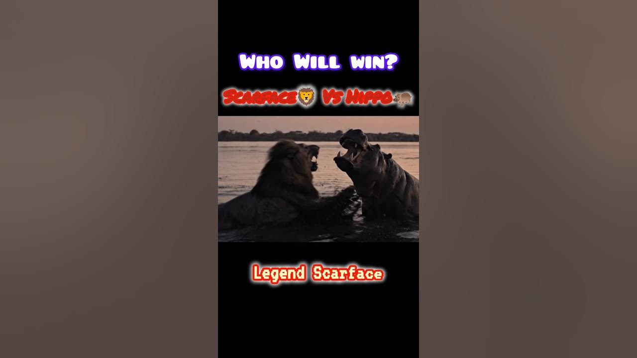 King Scarface vs Hippopotamus #lion #scarface #king #hippo #wildlife #jungle #fight #savannah King Scarface vs Hippopotamus #lion #scarface #king #hippo #wildlife #jungle #fight #savannah