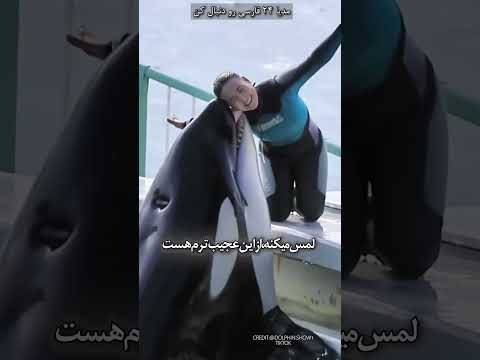 رفتار این نهنگ قاتل با کسی که بهش غذا میده خیلی جالبه