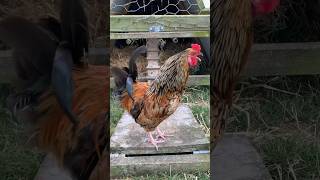 CHICKENS FOR KIDS | Chicken sounds | Chicken facts #shorts #chickensforkids