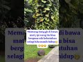 nama nya jga hidup 😁😁😇😇
