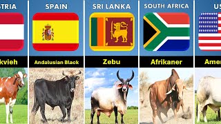 List Cattle Breeds From Different Countries by real data 343 views 2 months ago 6 minutes, 16 seconds