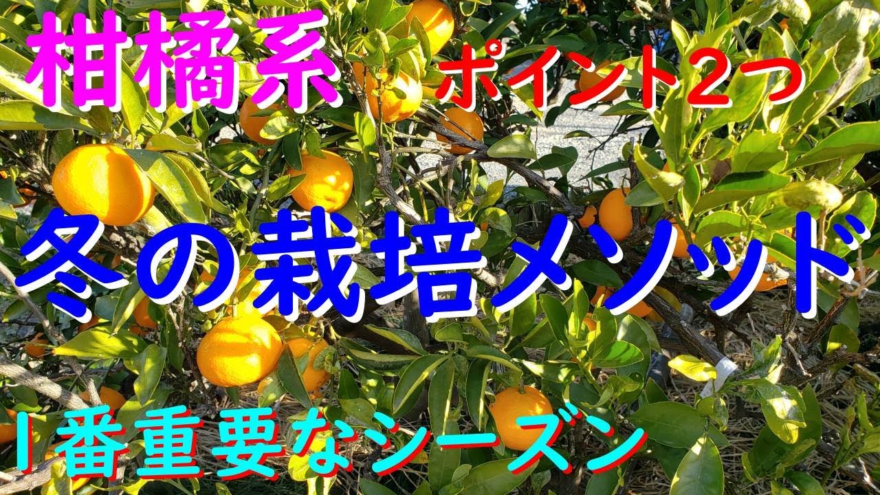 柑橘系みかん、レモン、柚子の冬の栽培メソッド - YouTube