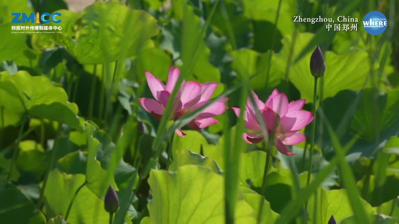 The ritual of summer in Zhengzhou is to admire the splendor of lotus.