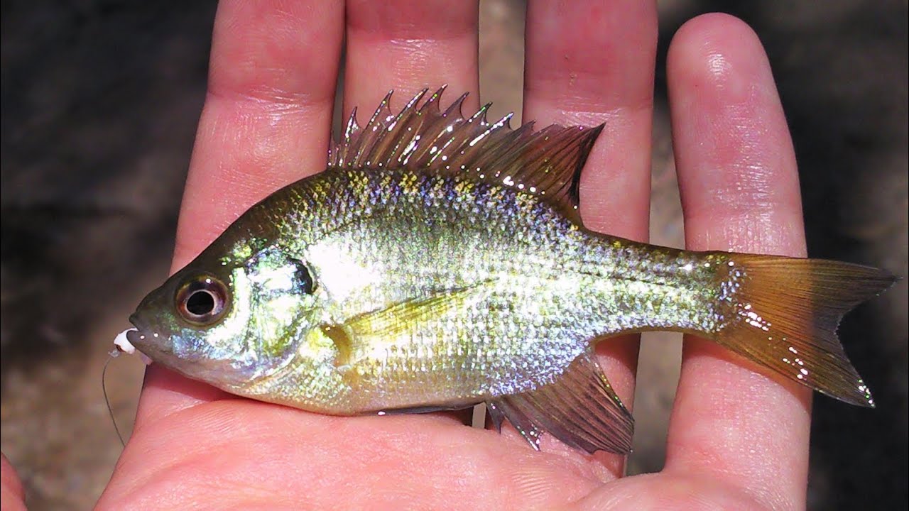 Catching A Baby Bluegill Extremely Fast 