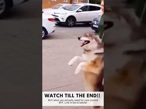 Hilarious HOPPING Husky | You won't be able to contain your laughter!! | #SHORTS