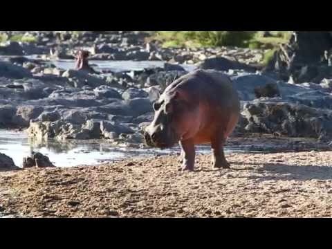 Video: Varför kallas flodhästen 