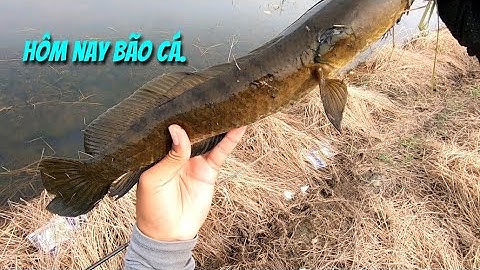 Câu cá lóc mùa lũ (P22).Đụng độ cá bự.