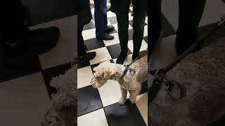 PostArt Gallery - 10 лет! Henry de Winter и его собака