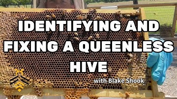 BEEKEEPING: Identifying and Fixing a Queenless Hive with Blake Shook