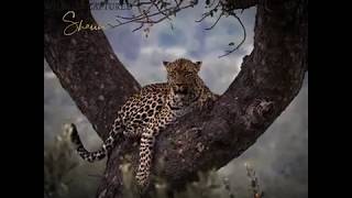 leopard photos leopard photos