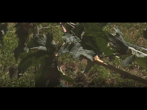 ვენახი წეროვანში, აგროცენტრის პროექტი