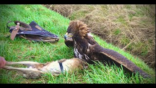 New Years Day 2024 with our Golden Eagles by Bull-X TV 1,899 views 3 months ago 2 minutes, 15 seconds