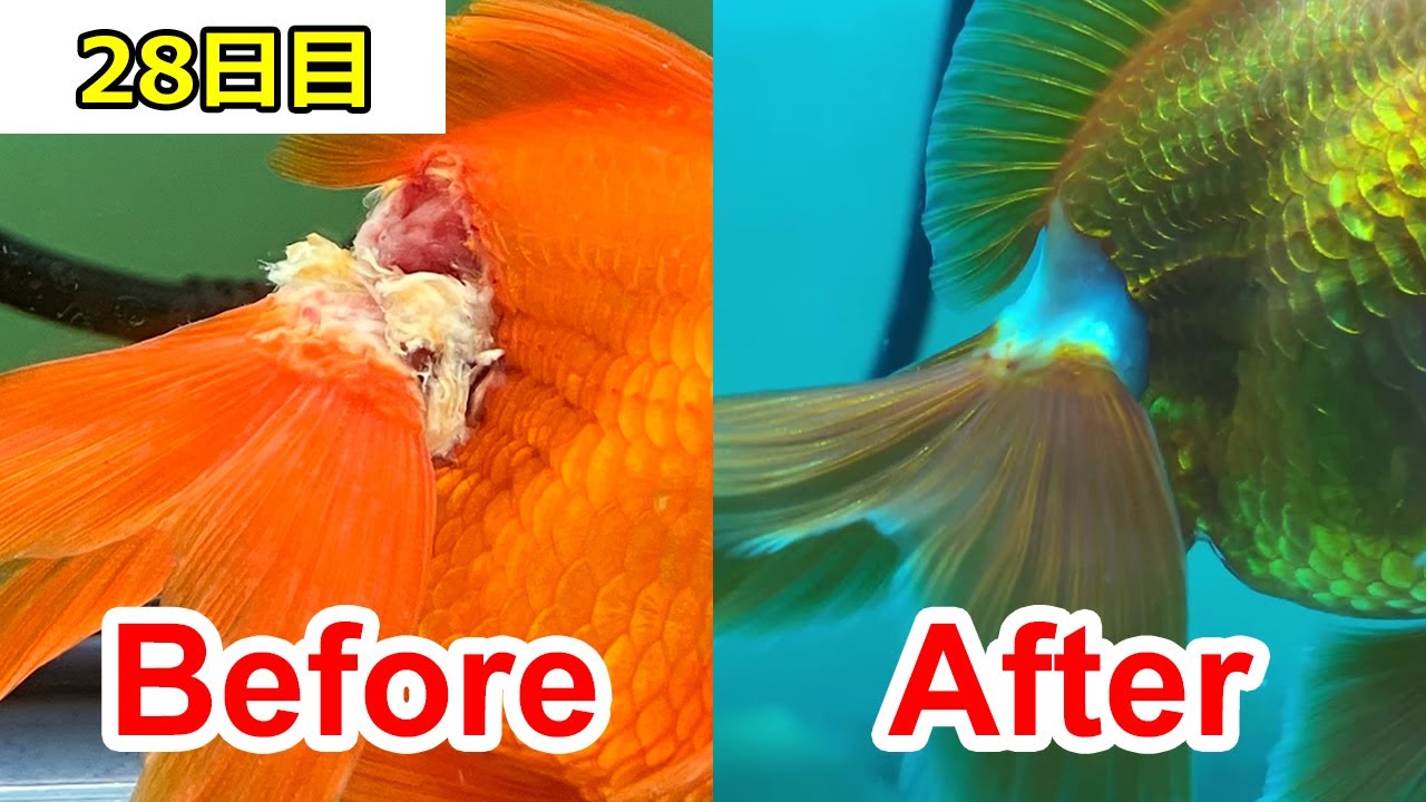 穴 あき 病 金魚