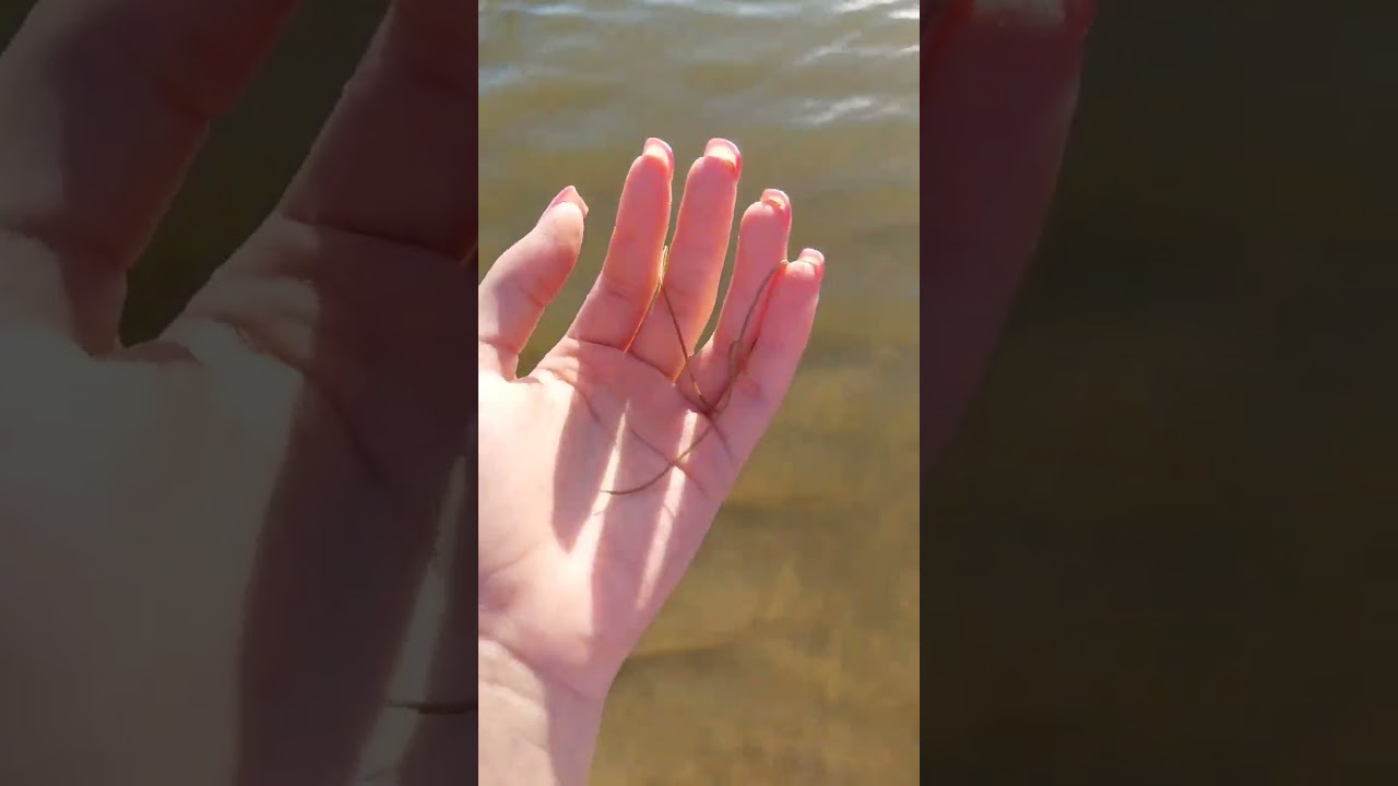 На астраханском пляже нашли «опасный» конский волос