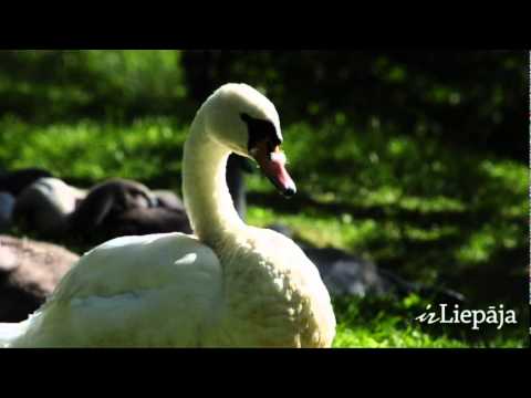 Video: Kā Zvēri Audzina Savus Mazuļus