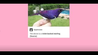 It Came From Tumblr #127 | Binge Compilation