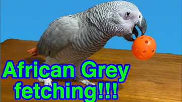 How to teach your bird to fetch (African Grey parrot)