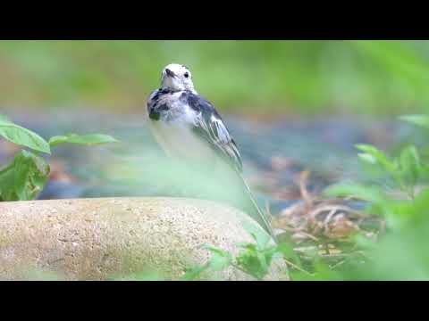 นกอุ้มบาตร (White Wagtail; Motacilla alba) in 4K