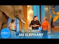 There&#39;s an Elephant in the Room... Literally